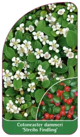 etykieta-szkolkarska-cotoneaster-dammeri-streibs-findling