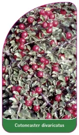 etykieta-szkolkarska-cotoneaster-divaricatus
