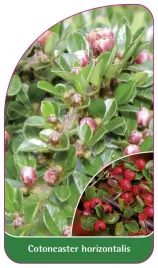 etykieta-szkolkarska-cotoneaster-horizontalis