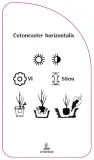 etykieta-szkolkarska-cotoneaster-horizontalis-stan-nowy