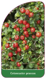 etykieta-szkolkarska-cotoneaster-praecox
