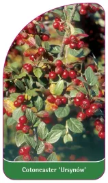 etykieta-szkolkarska-cotoneaster-ursynow