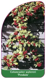 etykieta-szkolkarska-cotoneaster-watereri-pendula-a