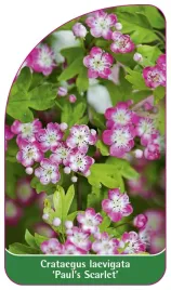 etykieta-szkolkarska-crataegus-laevigata-paul-s-scarlet-b