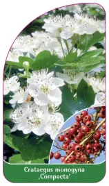 etykieta-szkolkarska-crataegus-monogyna-compacta