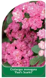 etykieta-szkolkarska-crataegus-monogyna-paul-s-scarlet