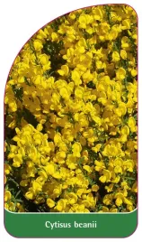 etykieta-szkolkarska-cytisus-beanii