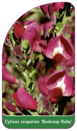 etykieta-szkolkarska-cytisus-scoparius-boskoop-ruby