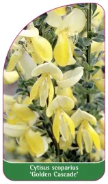etykieta-szkolkarska-cytisus-scoparius-golden-cascade