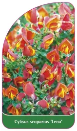 etykieta-szkolkarska-cytisus-scoparius-lena
