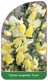 etykieta-szkolkarska-cytisus-scoparius-luna