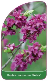 etykieta-szkolkarska-daphne-mezereum-rubra