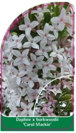 etykieta-szkolkarska-daphne-x-burkwoodii-carol-mackie