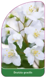 etykieta-szkolkarska-deutzia-gracilis