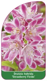 etykieta-szkolkarska-deutzia-hybride-strawberry-fields
