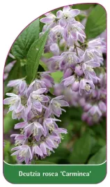 etykieta-szkolkarska-deutzia-rosea-carminea