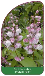 etykieta-szkolkarska-deutzia-scabra-codsall-pink