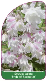 etykieta-szkolkarska-deutzia-scabra-pride-of-rochester