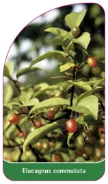 etykieta-szkolkarska-elaeagnus-commutata