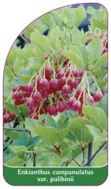 etykieta-szkolkarska-enkianthus-campanulatus-var-palibinii