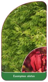 etykieta-szkolkarska-euonymus-alatus