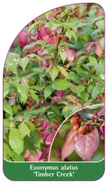 etykieta-szkolkarska-euonymus-alatus-timber-creek