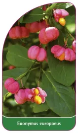 etykieta-szkolkarska-euonymus-europaeus