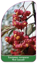 etykieta-szkolkarska-euonymus-europaeus-red-cascade