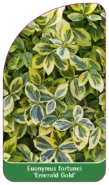 etykieta-szkolkarska-euonymus-fortunei-emerald-gold-a