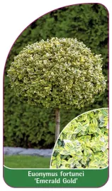 etykieta-szkolkarska-euonymus-fortunei-emerald-gold-b