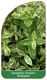 etykieta-szkolkarska-euonymus-fortunei-harlequin
