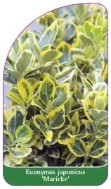 etykieta-szkolkarska-euonymus-japonicus-marieke