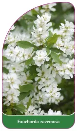 etykieta-szkolkarska-exochorda-racemosa