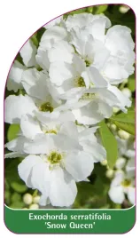 etykieta-szkolkarska-exochorda-serratifolia-snow-queen