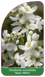 etykieta-szkolkarska-exochorda-serratifolia-snow-white