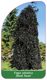 etykieta-szkolkarska-fagus-sylvatica-black-swan