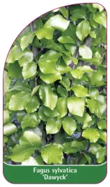 etykieta-szkolkarska-fagus-sylvatica-dawyck