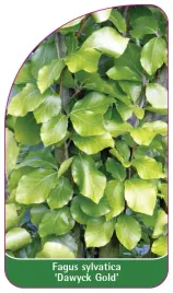 etykieta-szkolkarska-fagus-sylvatica-dawyck-gold