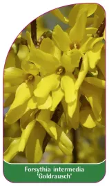 etykieta-szkolkarska-forsytha-intermedia-goldrausch
