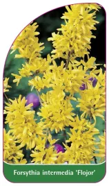 etykieta-szkolkarska-forsythia-intermedia-flojor