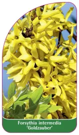 etykieta-szkolkarska-forsythia-intermedia-goldzauber