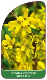 etykieta-szkolkarska-forsythia-intermedia-melee-d-or