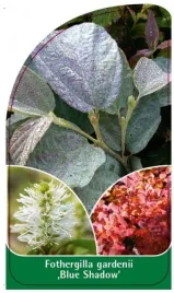 etykieta-szkolkarska-fothergilla-gardenii-blue-shadow