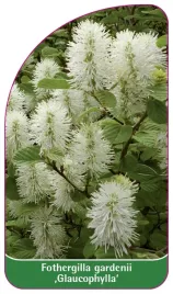 etykieta-szkolkarska-fothergilla-gardenii-glaucophylla