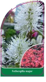 etykieta-szkolkarska-fothergilla-major