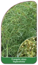 etykieta-szkolkarska-frangula-alnus-asplenifolia