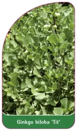 etykieta-szkolkarska-ginkgo-biloba-tit