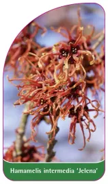 etykieta-szkolkarska-hamamelis-intermedia-jelena