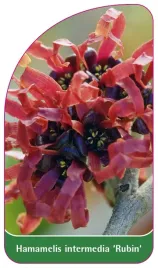 etykieta-szkolkarska-hamamelis-intermedia-rubin