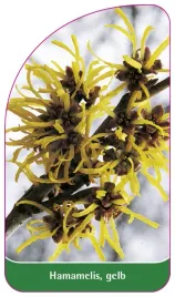 etykieta-szkolkarska-hamamelis-gelb